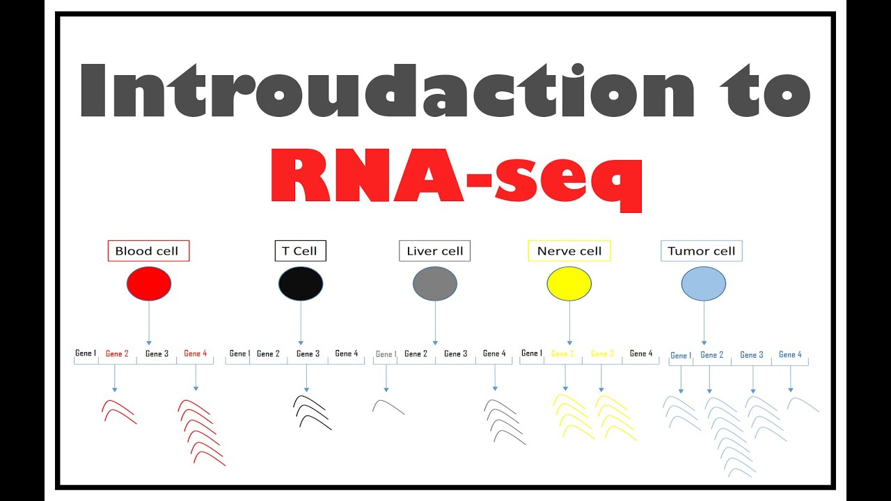 مقدمه في تقنية (RNA-seq) لقياس التعبير الجيني في الخلايا | RNA sequencing | Introduction to rna-seq