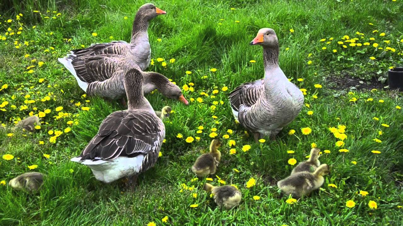 Schadrinsker Gänse