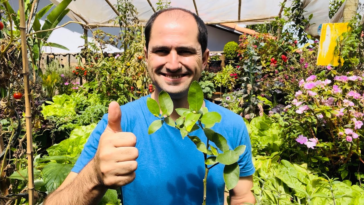 LIMÃO PRODUZINDO COM MUDA FEITA POR ESTAQUIA
