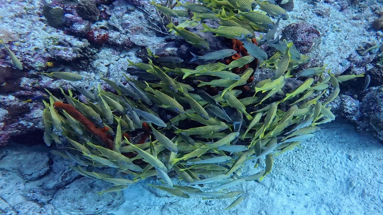 Diving at Cueva Pargo near Playa del Carmen, Mexico