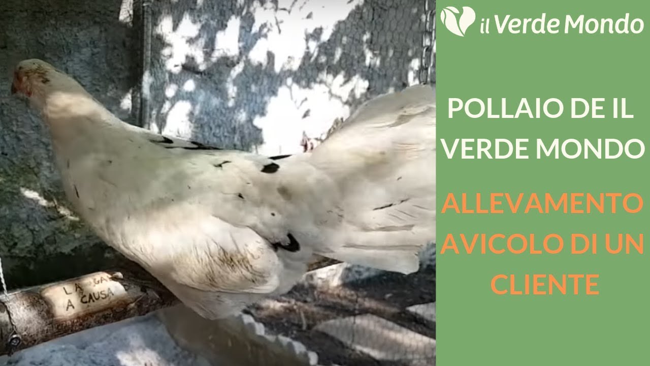 Pollaio de Il Verde Mondo | Allevamento Avicolo di un Cliente