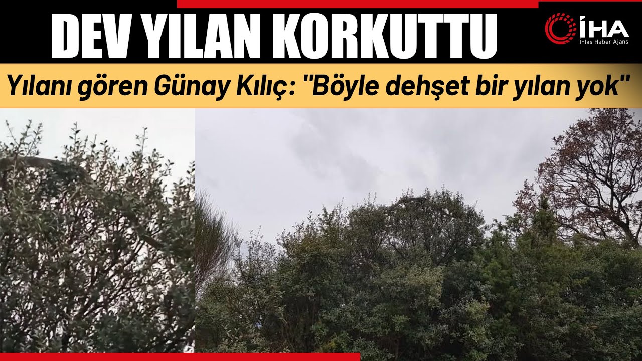 Çanakkale'de Dev Yılan Görüldü Yaklaşık 8 Metre