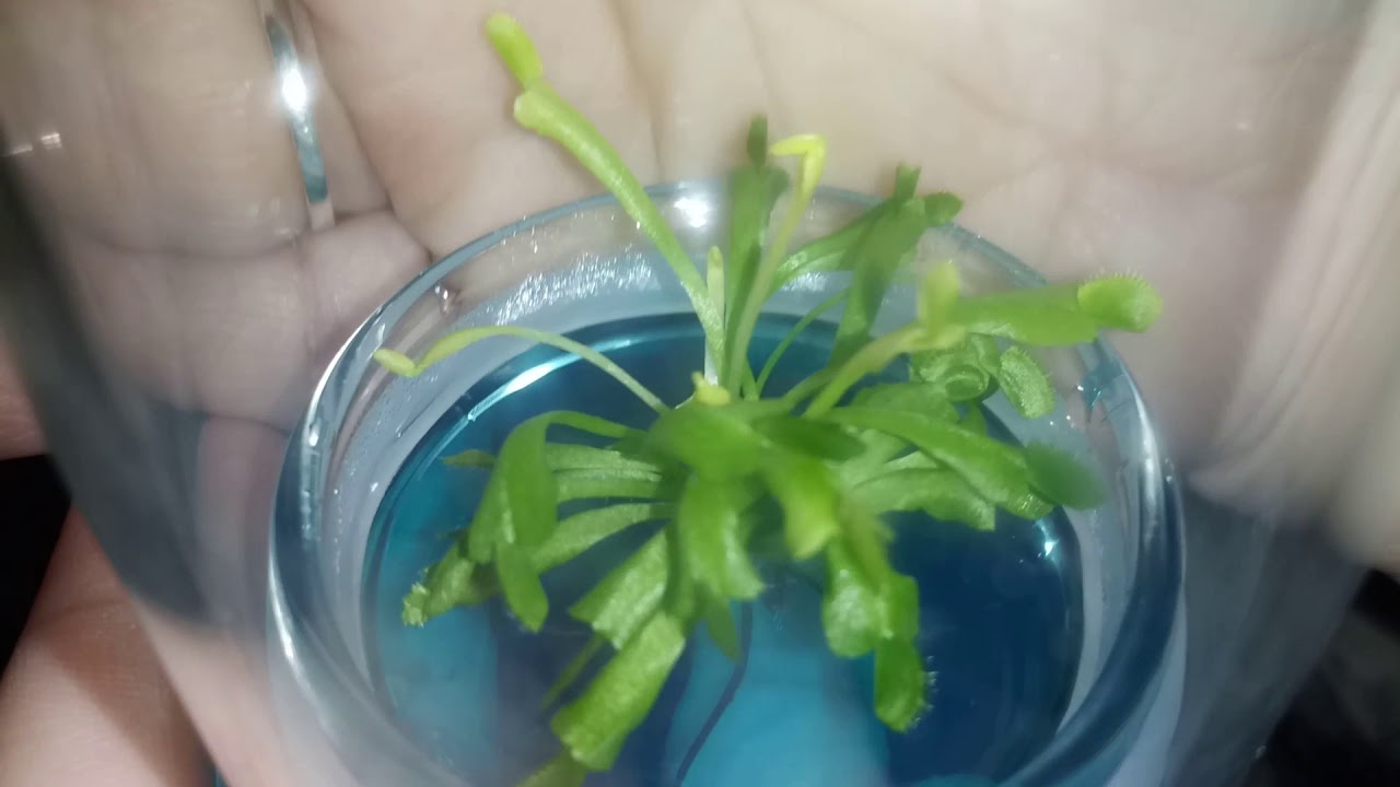 Bloomify Tiny Venus Fly Trap Review