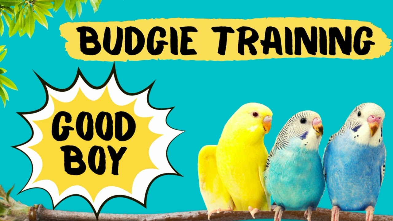 Teach your Budgie to say GOOD BOY, Budgie Talking Training, How to teach a budgie to talk