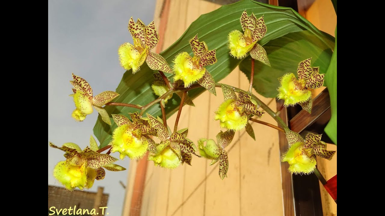 Три первых домашних цветения Clowesetum Jumbo Lace,Phal.Mituo GH King Star&rsquo;Blueberry и тайский онц )