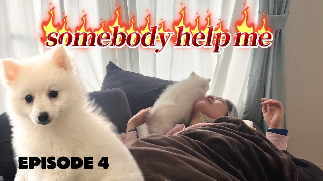 puppy blues | finding a routine with our japanese spitz (10 weeks old)