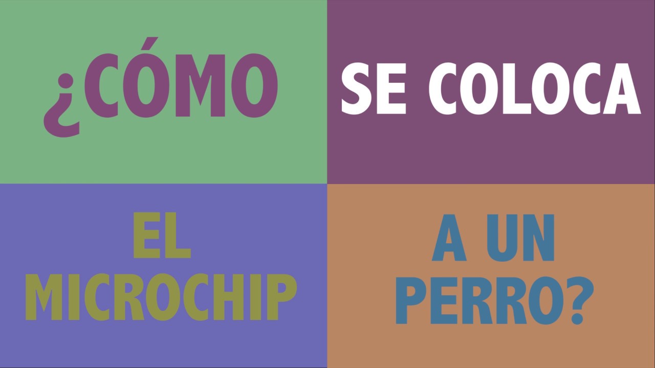 &iquest;C&oacute;mo se implanta el microchip a un perro?