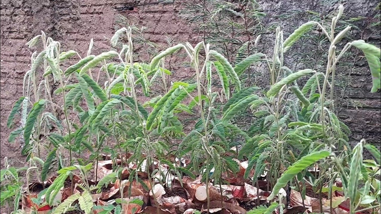Alexandre mostra mudas de Bracatinga Rosa ( Ibipor&atilde;-PR )