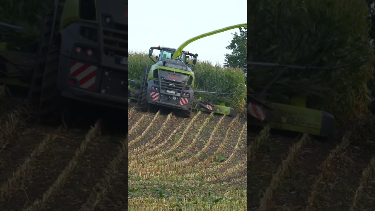 Claas Jaguar 980/ Mais h&auml;ckseln im Hang