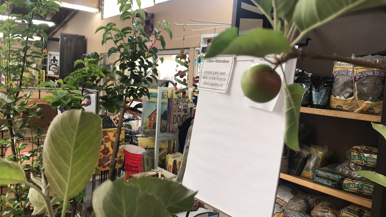 HOW TO GROW APPLE & PEAR | LIVESTREAM