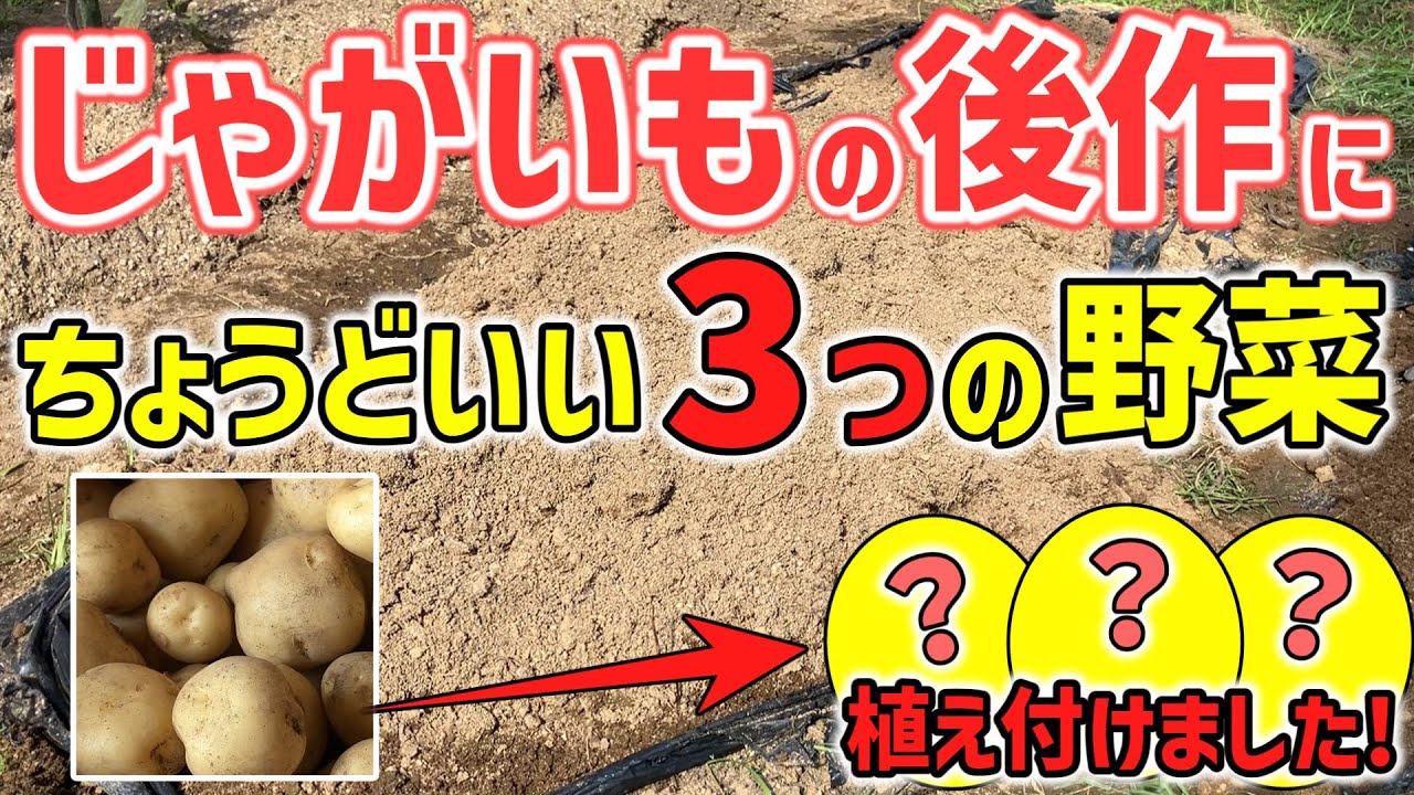 【家庭菜園】じゃがいもの後作に植え付けた３つの野菜～簡単に育つ野菜～