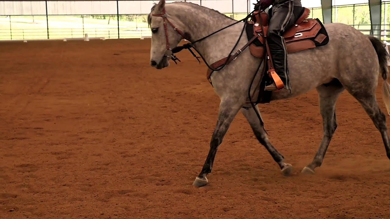 Equestrian Lakes Overview