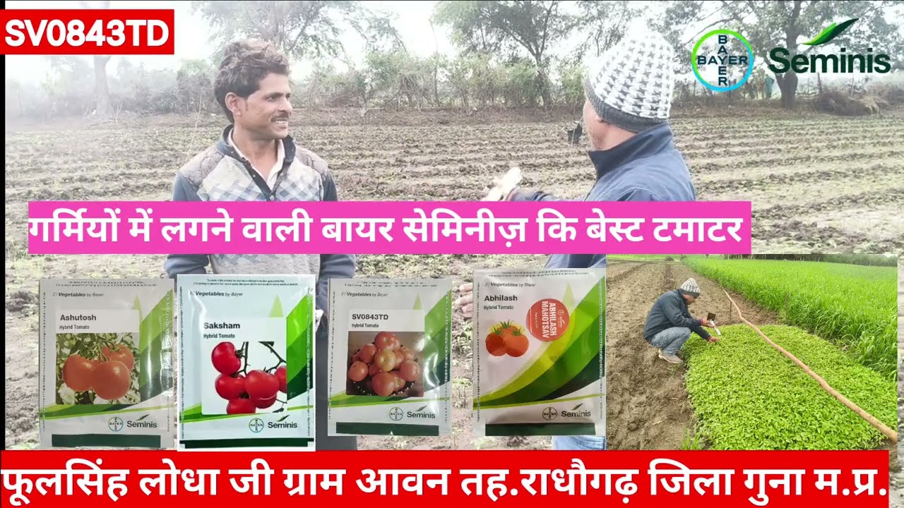 जनवरी से मार्च तक गर्मियों में लगने वाली Bayer Seminis की बेस्ट टमाटर गुना मार्केट में