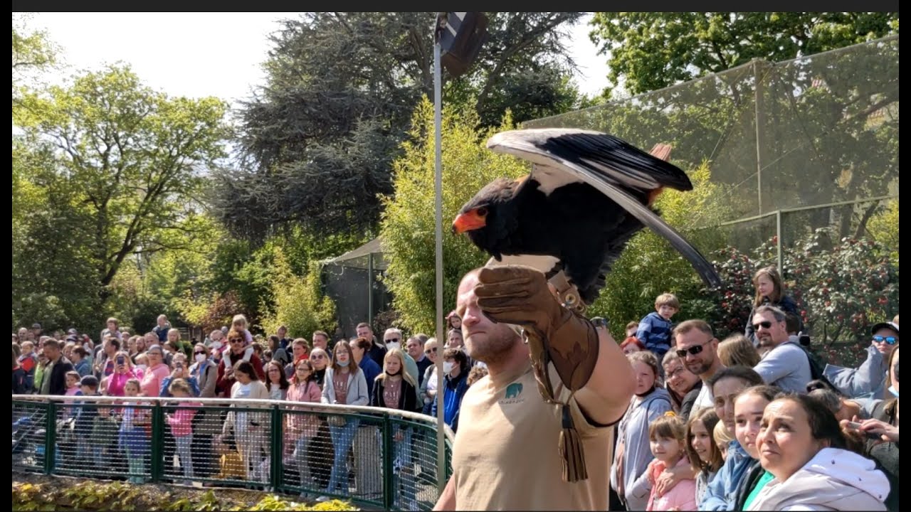 Kölner Zoo Flugshow 22.04.2022