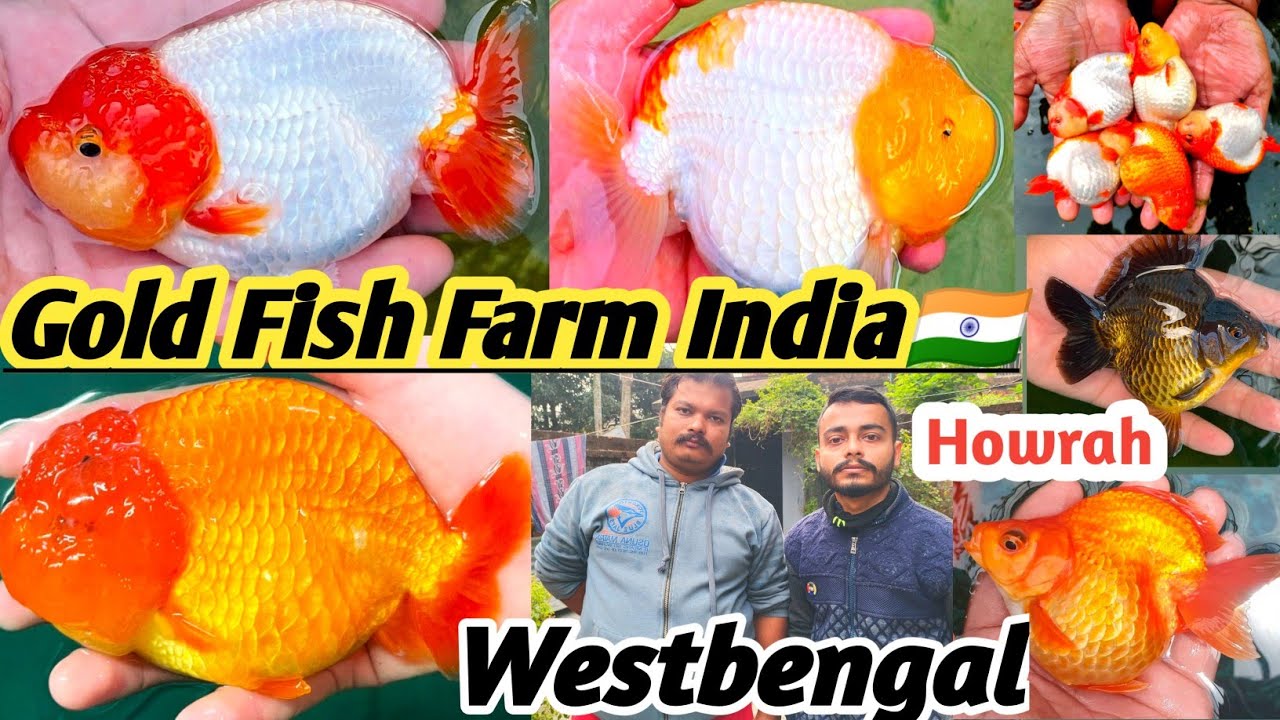 Exotic Goldfish Farm | গোল্ডফিশ মাছের ফার্ম | Aquarium Fish Farm | Andul, Howrah