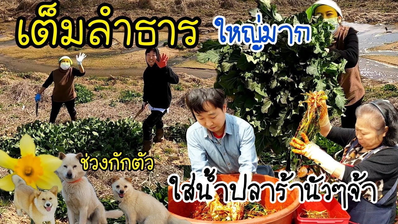 เก็บผักกาดข้างลำธาร มีเเต่กอใหญ่ๆสวยๆ EP.313 กิมจิผักกาดขิ่วใส่น้ำปลาร้านัวๆหอมๆ เก็บผักสนุกมากๆ👍