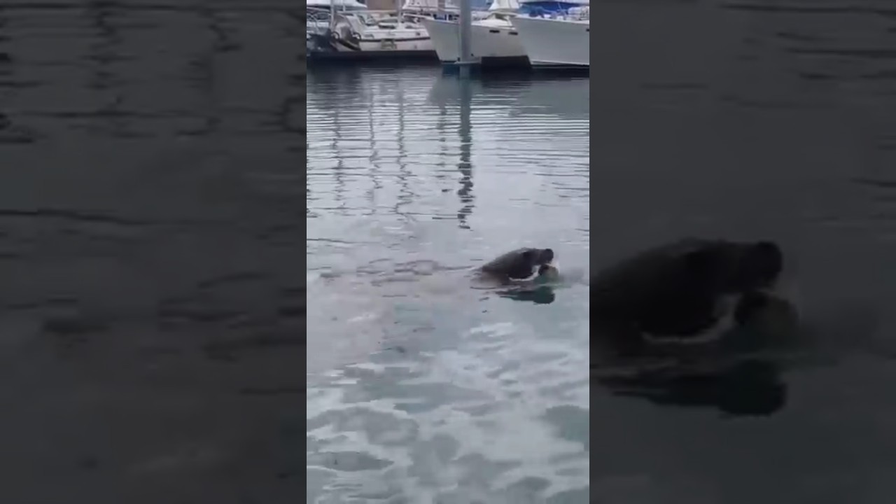 Stellar Sea Lion vs. Halibut: Nature&rsquo;s Raw Power!