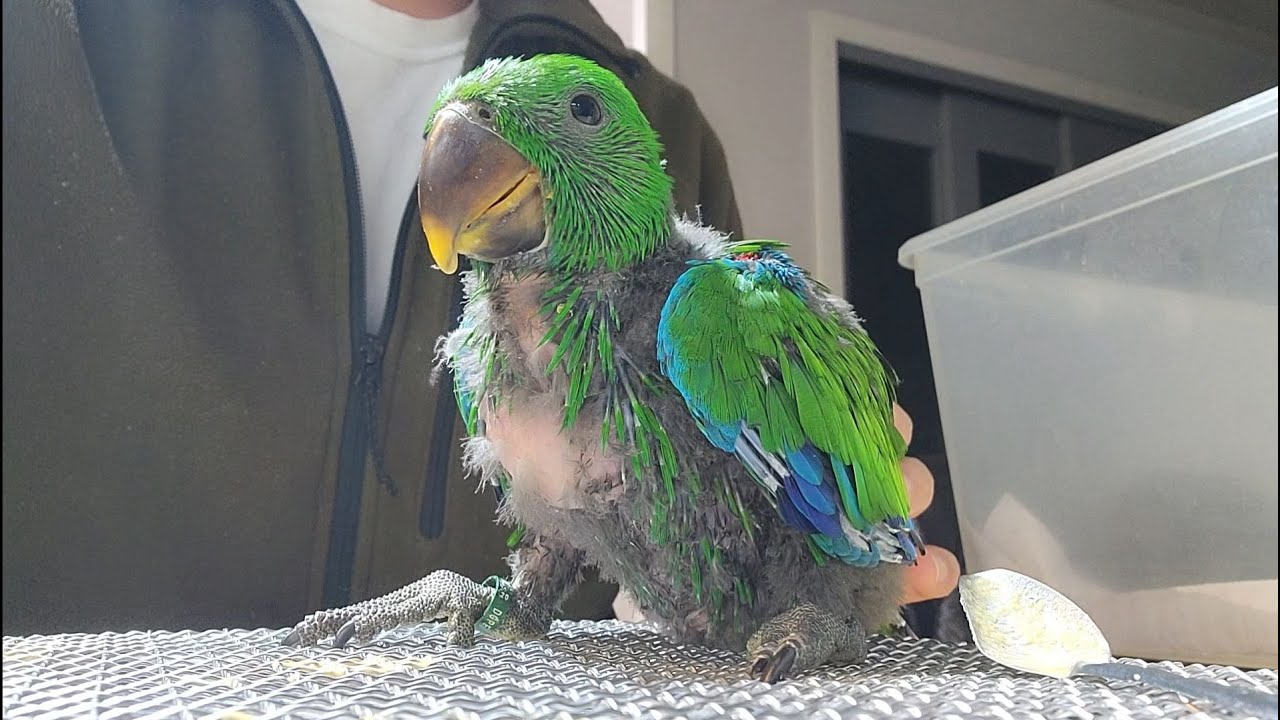 뉴기니아앵무새 이유조들  잘 자라고 있습니다 #대구앵무새농장 #eclectus