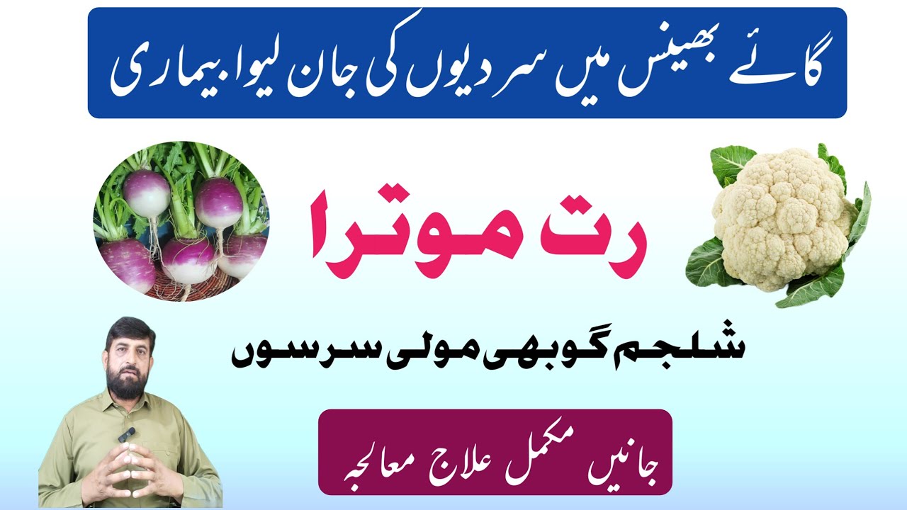 Red Urine سرخ پیشاب Best Treatment in buffalo and cow | Gaye Bhains Ke Peshab mein Khoon Ana 
