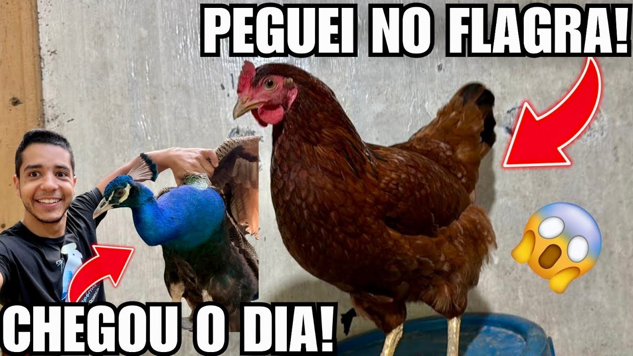 Nosso filhote de grou se recuperou ? | Chegou o dia de fazer manejo com o pavão azul | Aves Recriar