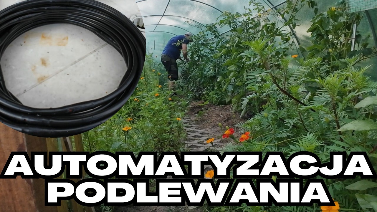 Installing a drip irrigation line in a garden tunnel