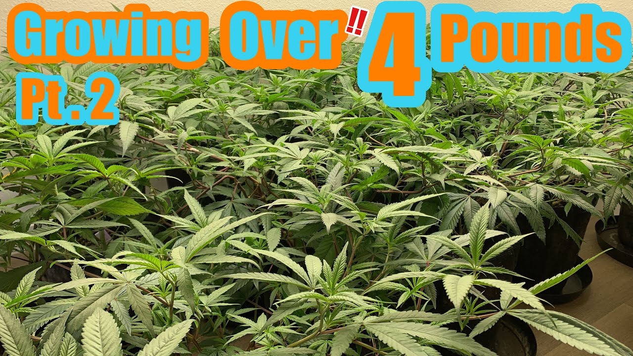 HOW TO GROW OVER 5 POUNDS OF WEED pt 2