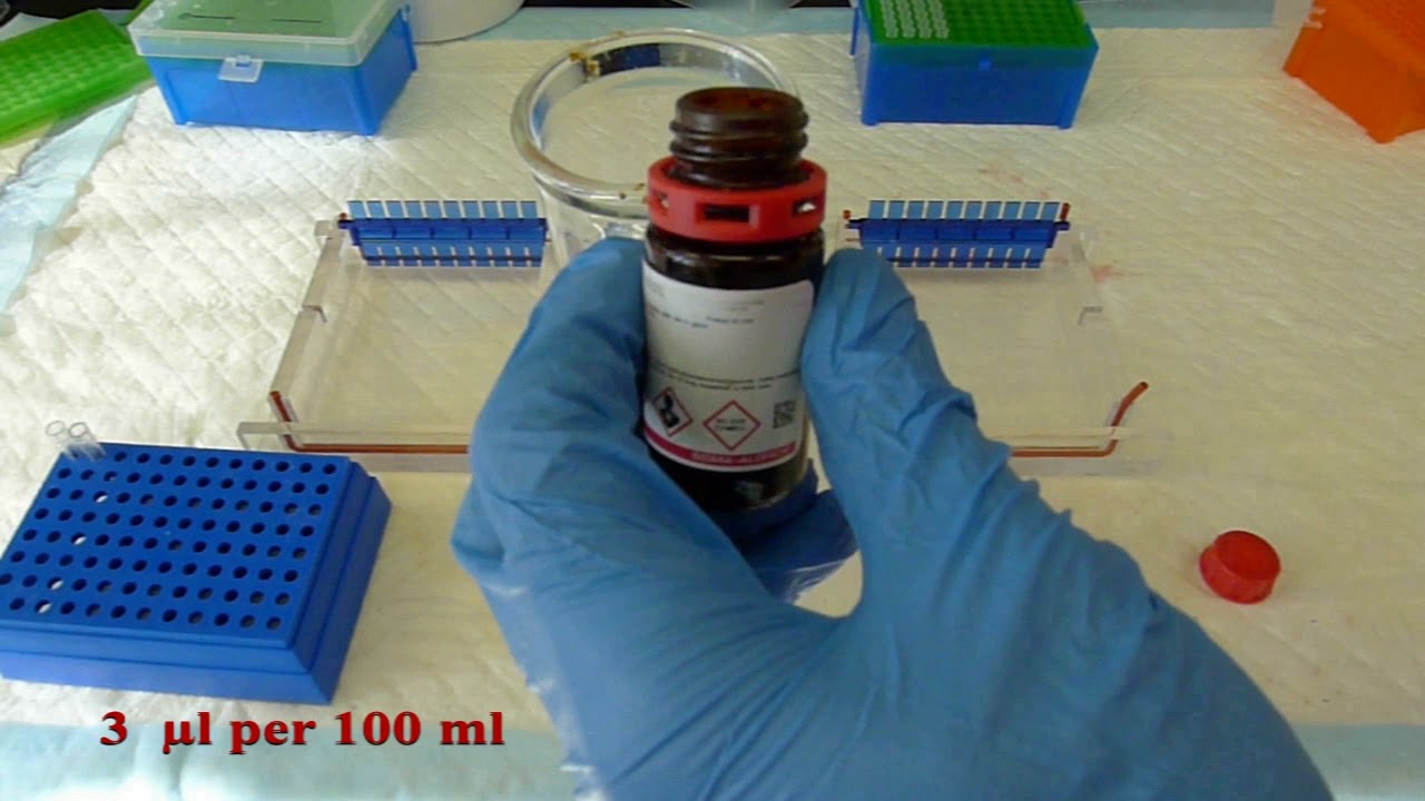 Gel Electrophoresis