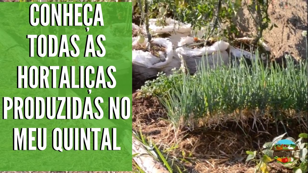 Conheça Todas as Hotaliças Produzidas no Meu Quintal - Fazendinha de Quintal!