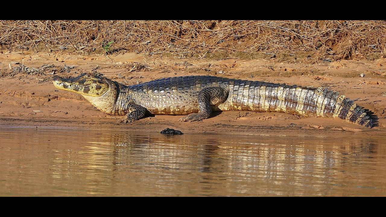 The Yacare Caiman