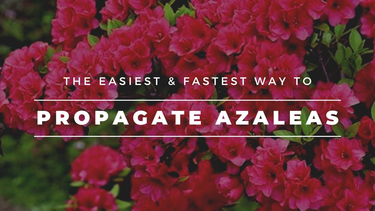 How To Propagate Azaleas (Fastest and Easiest Method)