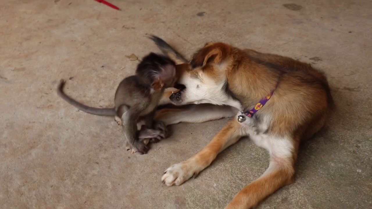 Adoptivkind vertr&auml;gt sich auch mit echten Vierbeinern