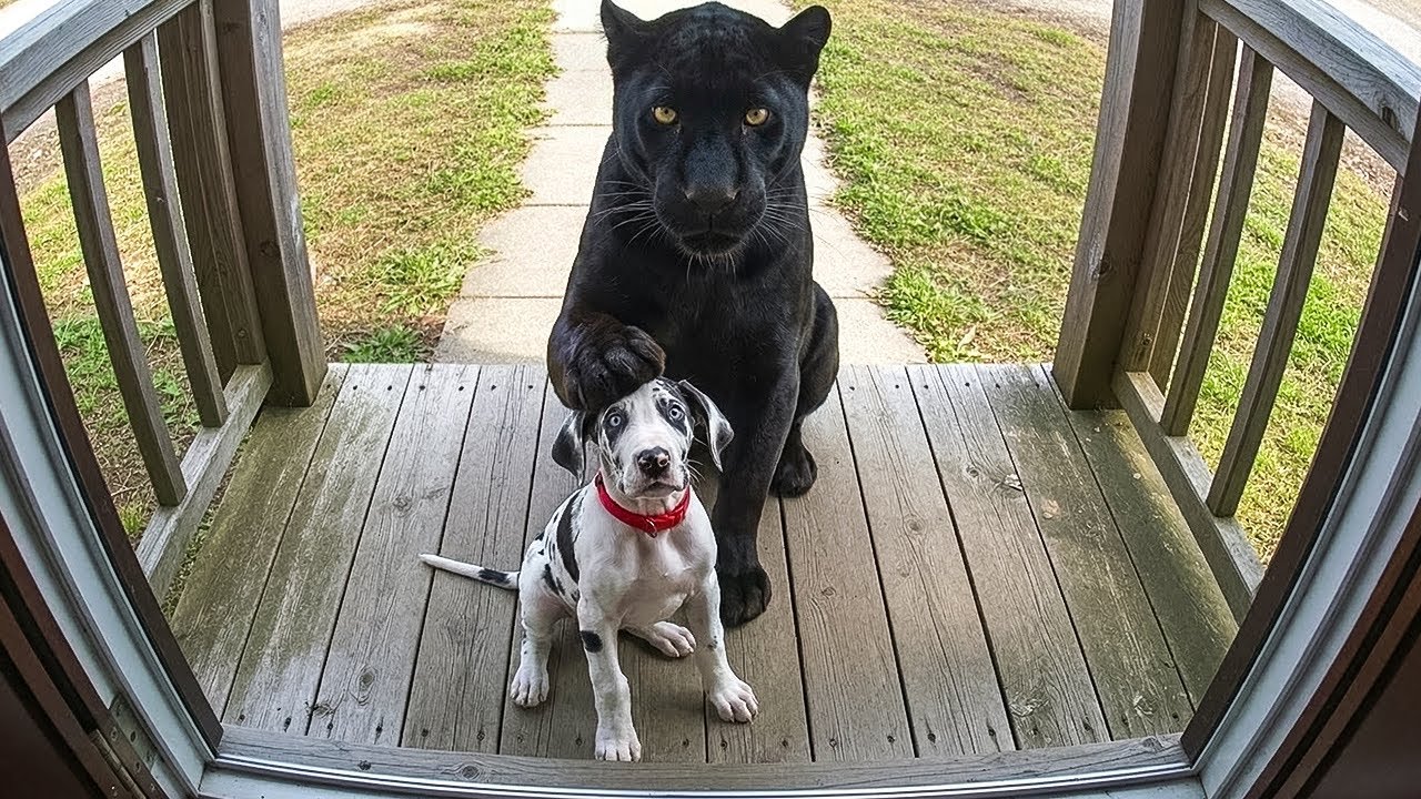When Your Pet Brings Home a Friend