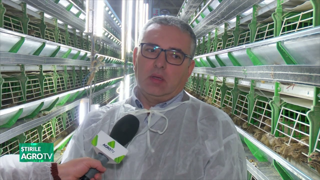 Creșterea prepelițelor, o afacere de nișă 13 02 2023