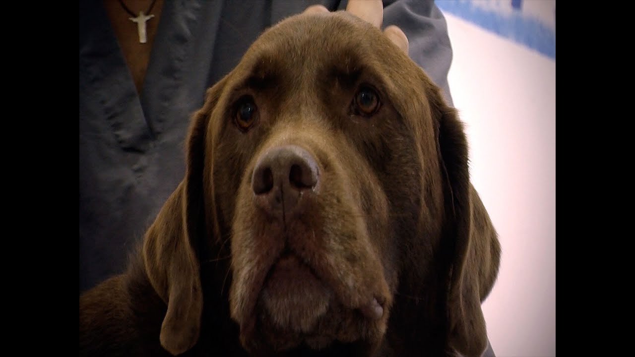 Problemas de Movilidad en perro Labrador - TvAgro por Juan Gonzalo Angel
