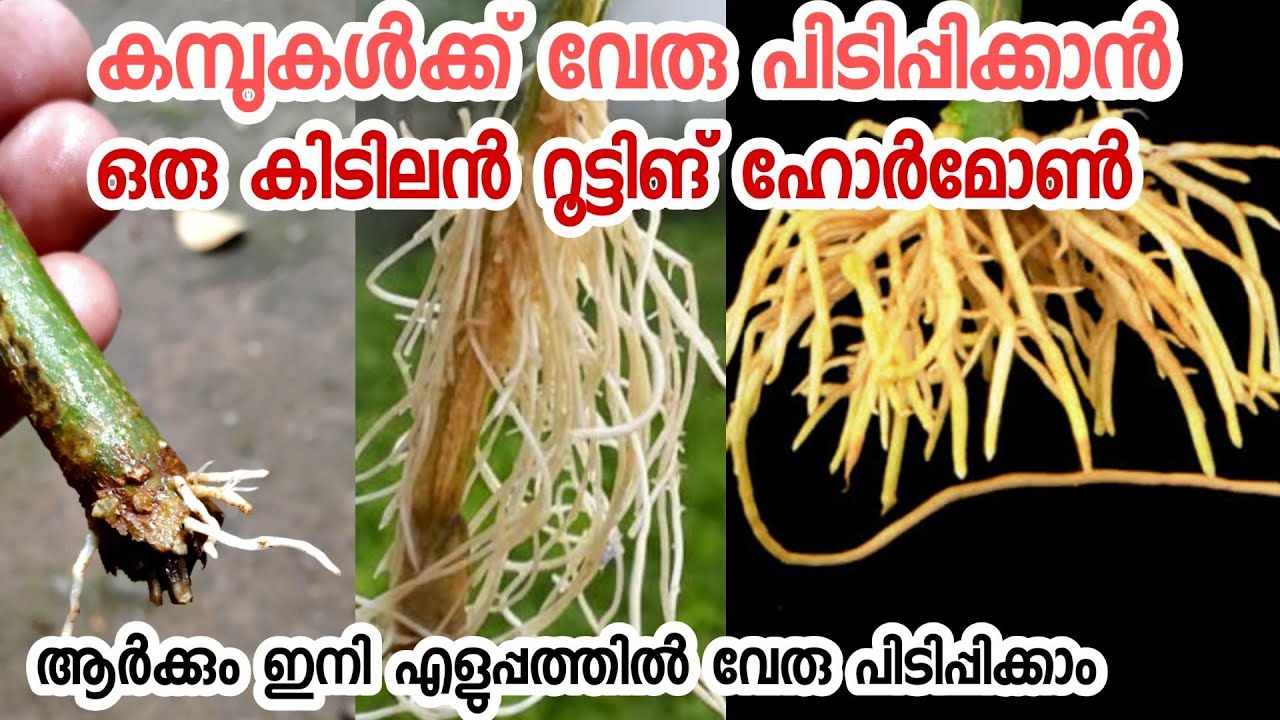 കമ്പുകൾ ഇനി ആർക്കും ഈസിയായി വേരു പിടിപ്പിക്കാം|home made rooting hormone in malayalam|kambukal veru