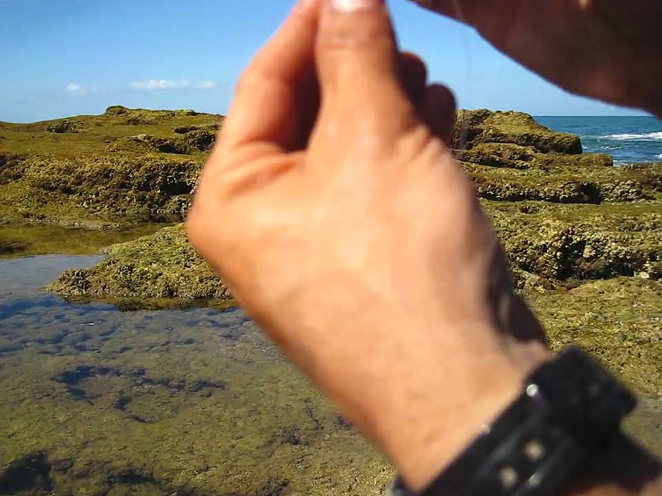 RAUL MARIO DORAKAA CEBOS : ERIZO DE MAR