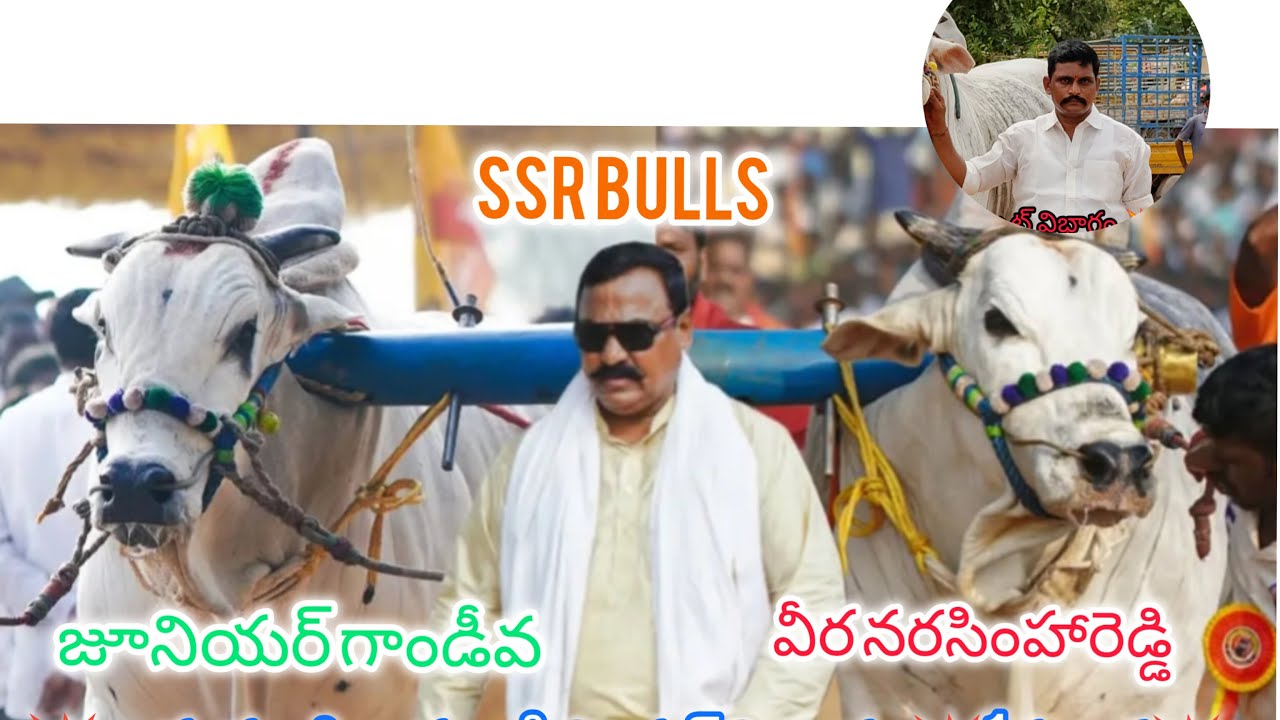 రెంటచింతల గ్రామం సీనియర్స్ విభాగం 12వ జత  SS BULLS
