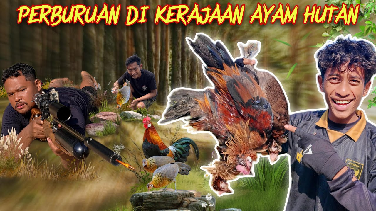 17 JAM BERBURU AYAM HUTAN DARI SUBUH SAMPAI HUJAN SORE HARI