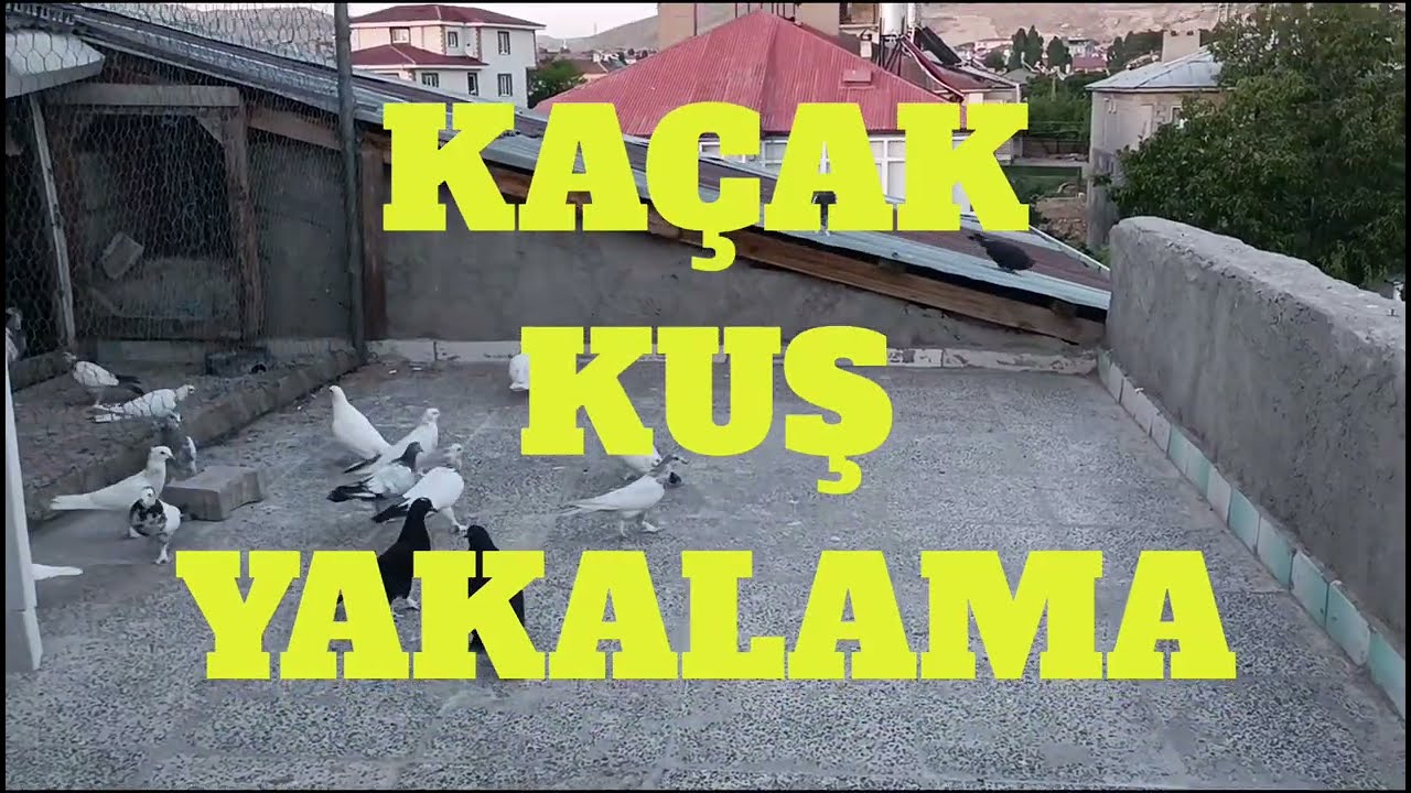 Kaçak (Yabancı) Kuş Geldi 
