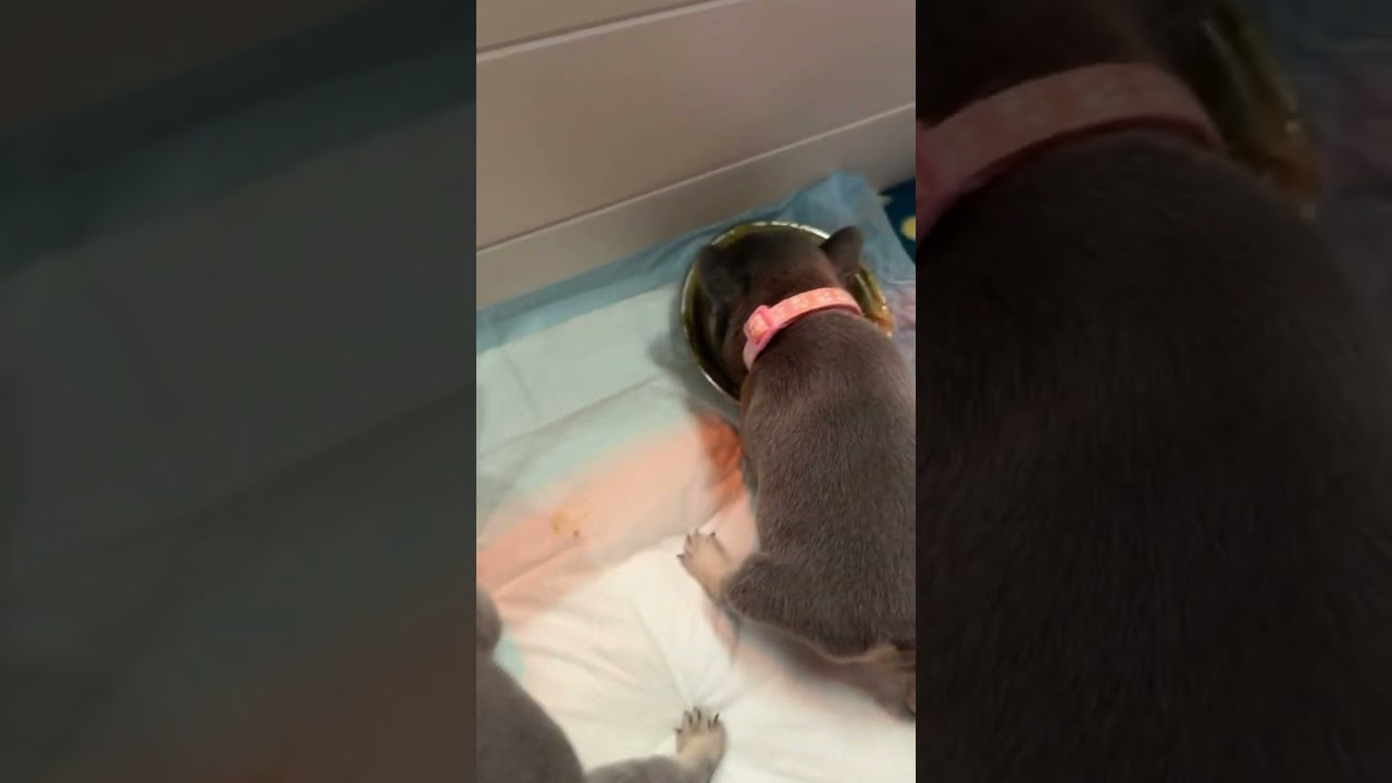 Weaning puppies // 4 weeks old frenchies // mush babies//#puppy #frenchbulldog #puppyvibes #cutepup