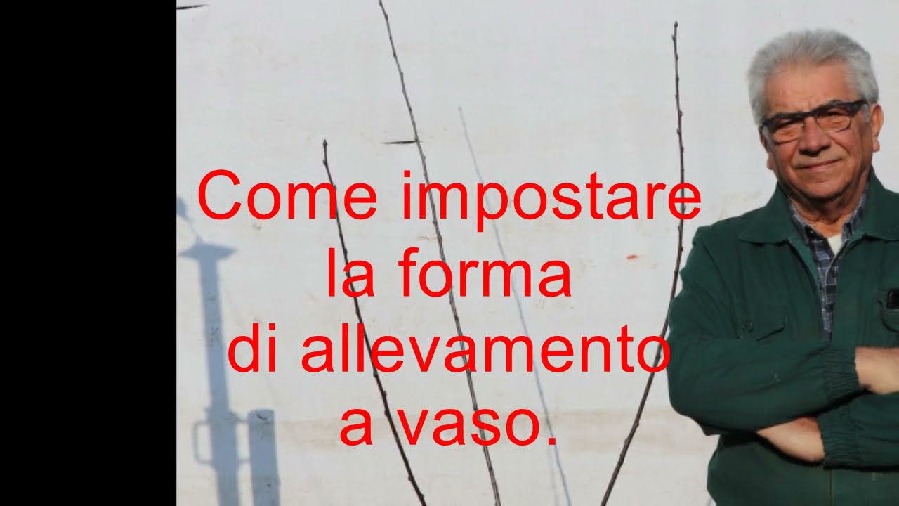 Impostazione forma di allevamento a vaso