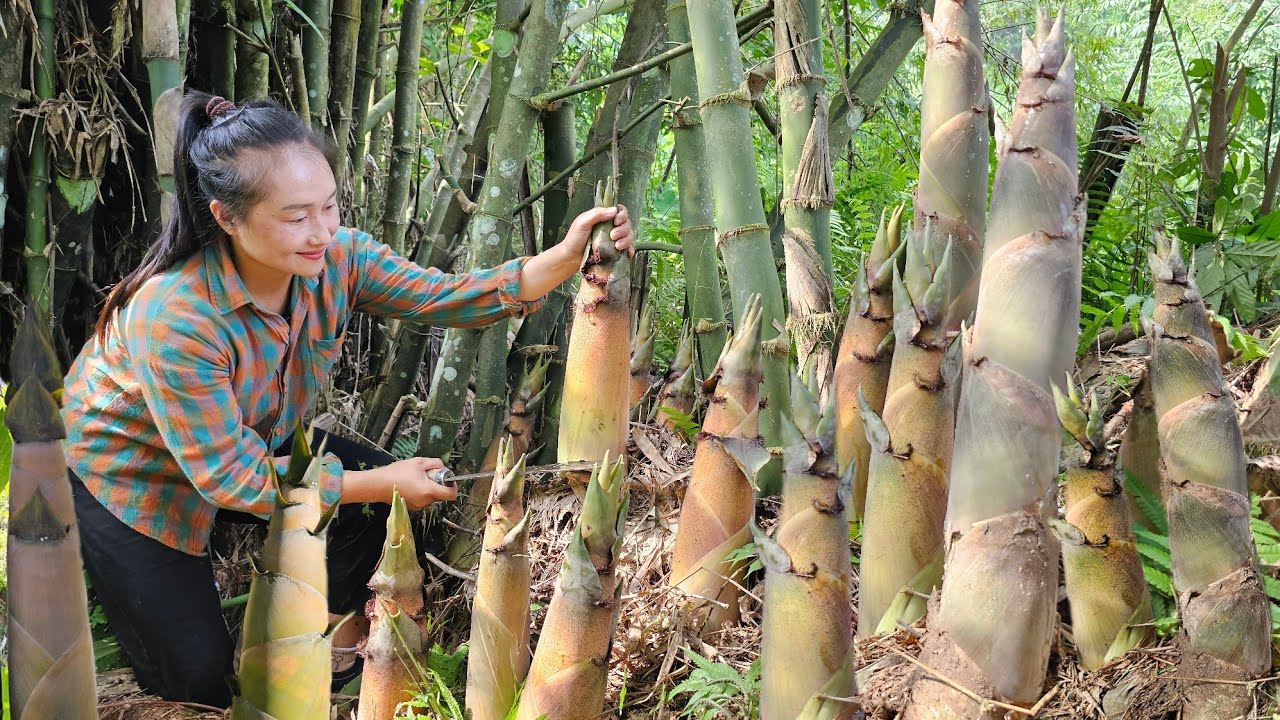 Harvesting giant hemp bamboo shoots take to market to sell, stuffed bamboo shoots | Ly Thi Tam