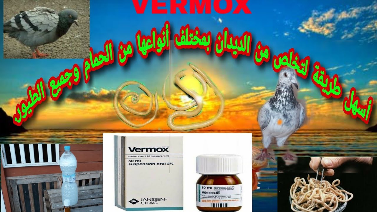 كيفية  علاج الحمام من الديدان بطريقة فعالة ومضمونة مئة بالمئة وبدون تكلفة كبيرة.