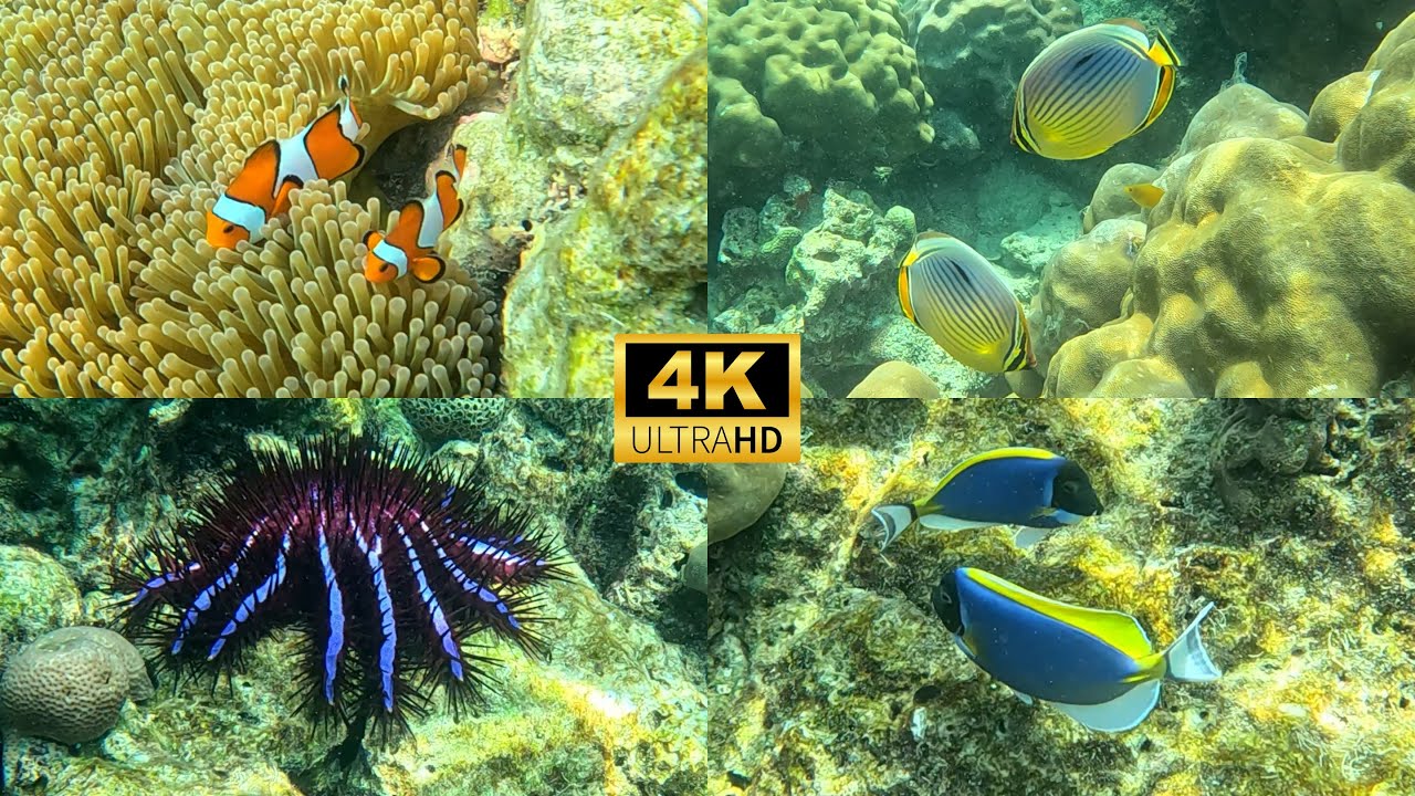 SURIN ISLANDS SNORKELING (With Fish ID's): Best Snorkeling in Thailand? (4K)