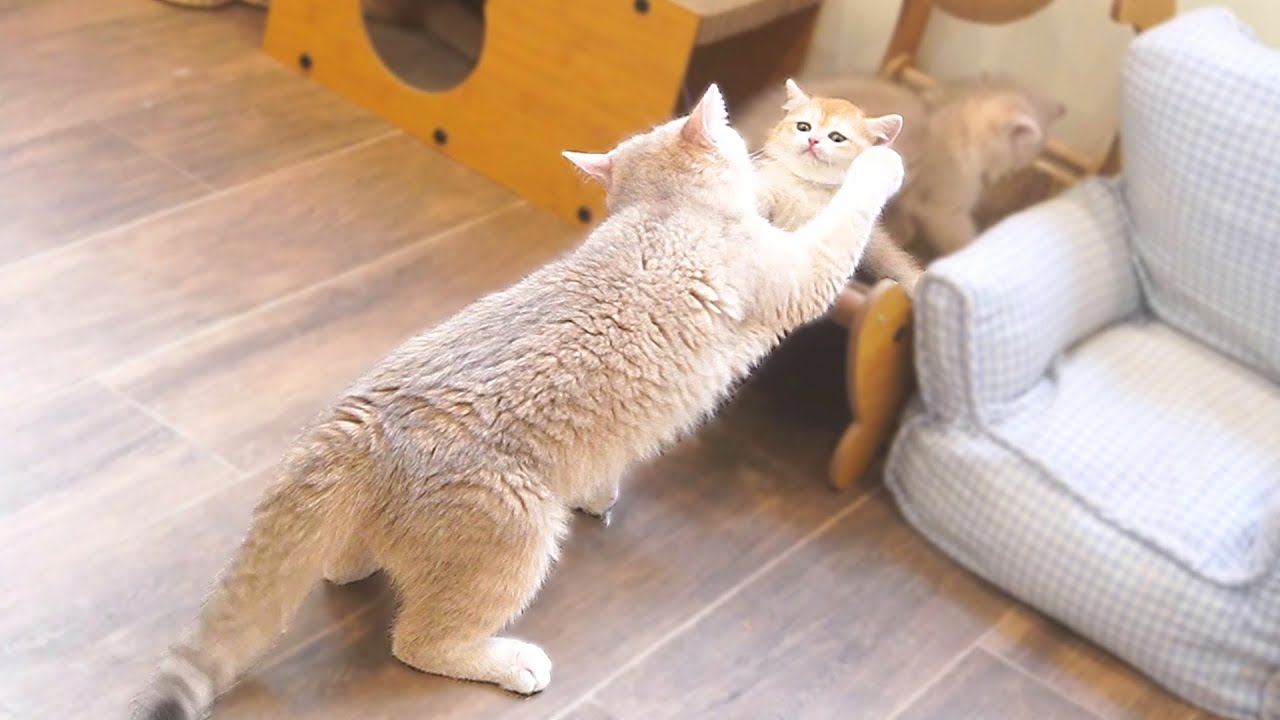 Cute kittens challenge their mother cat, attacking her, but end up getting swatted back.