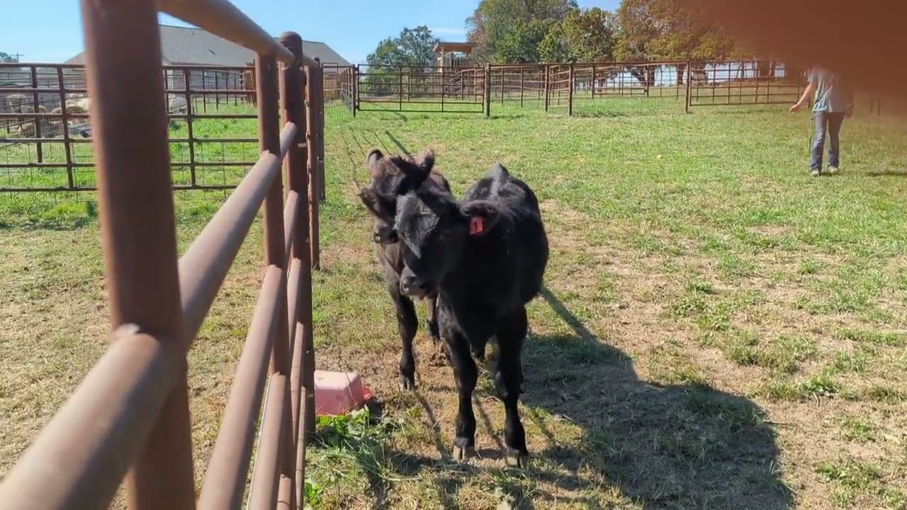 Flint First Time on Calves 10/12/25