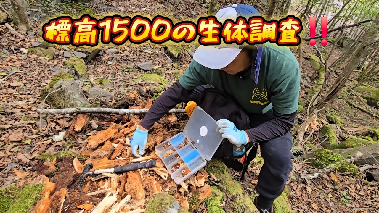 【昆虫採集】クワガタ生体調査‼️標高1500以上にもクワガタは居るの⁉️