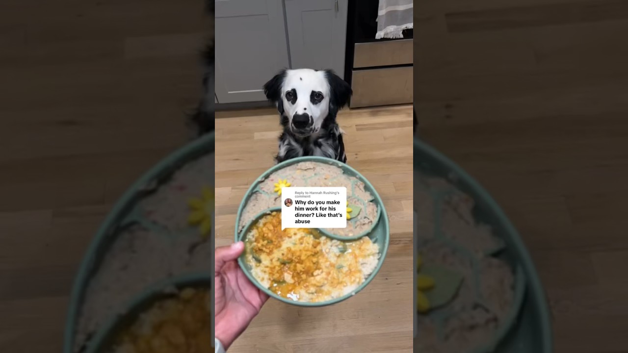 Addressing nasty comments about ENRICHMENT DOG TOYS? 😅 #Dog #Dogs
