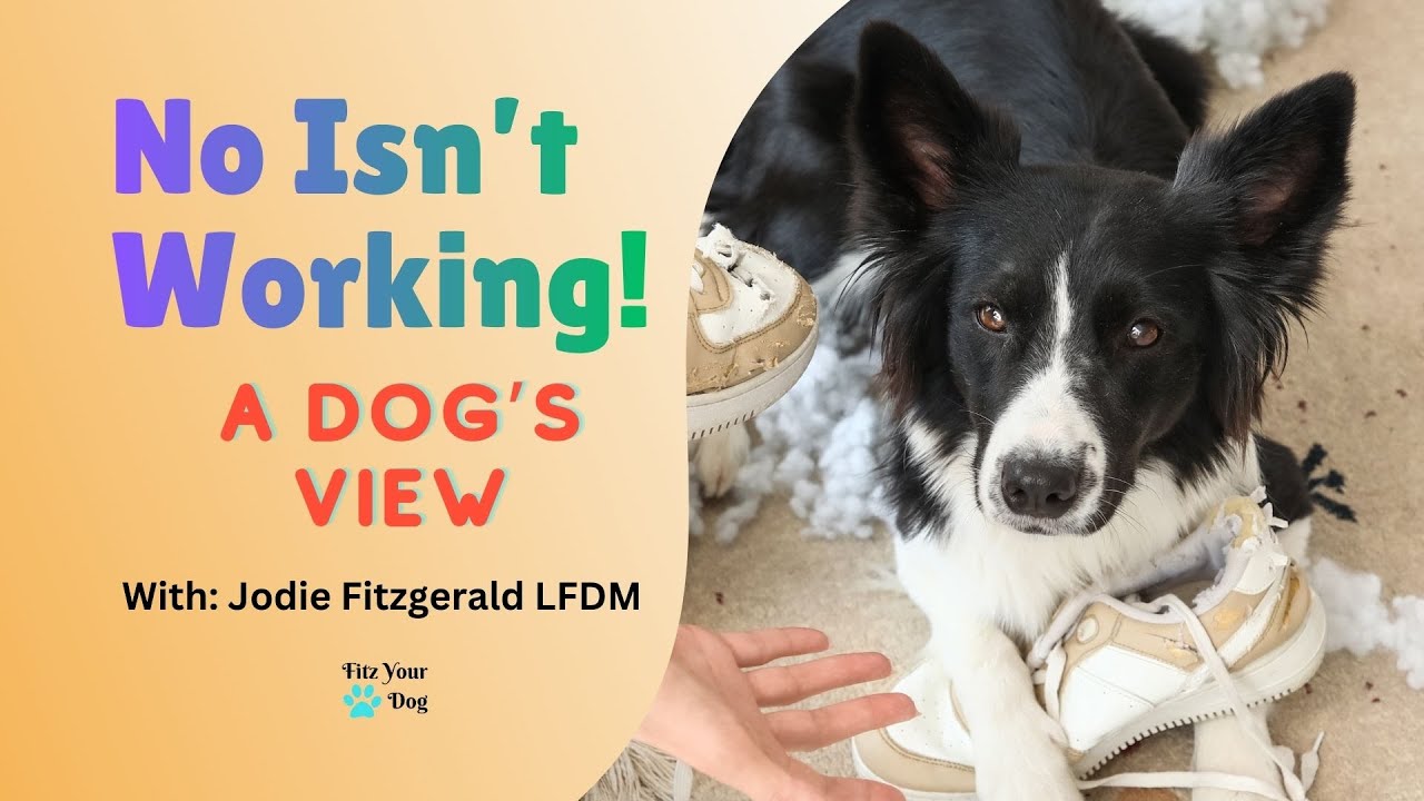 Your Dog Keeps Ignoring 'NO' — Here's Why