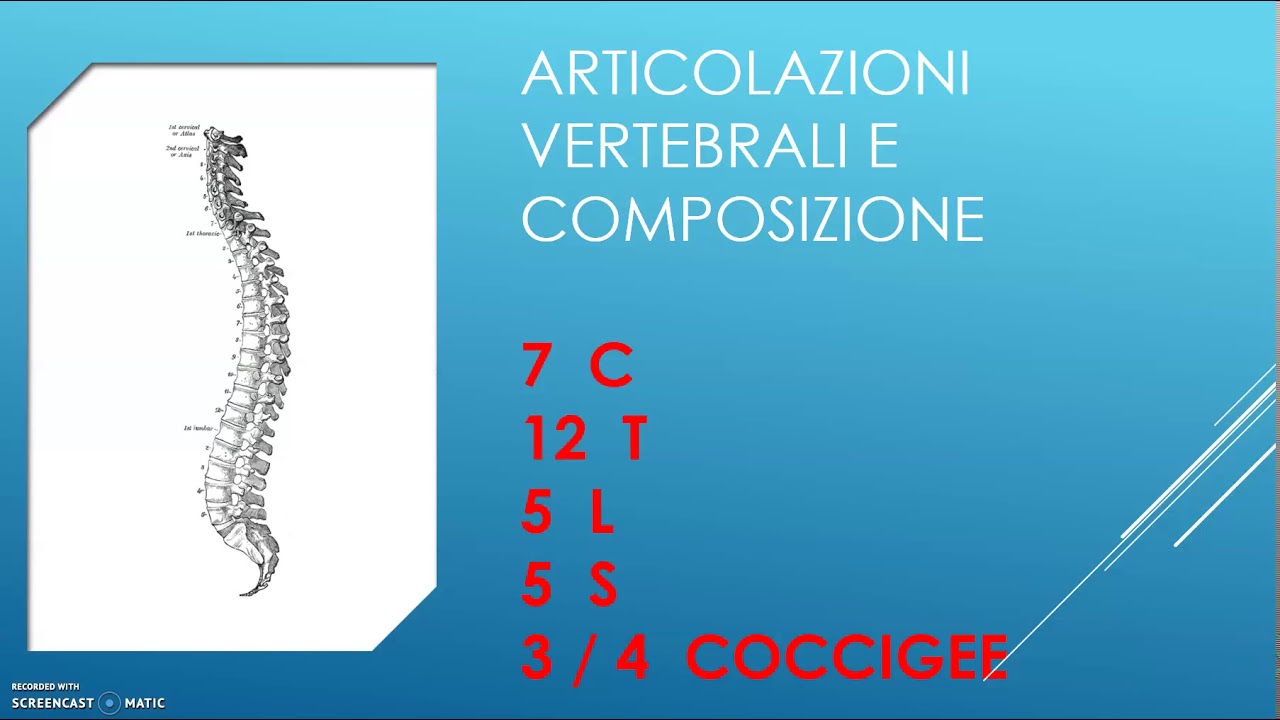 apparato scheletrico: la colonna vertebrale
